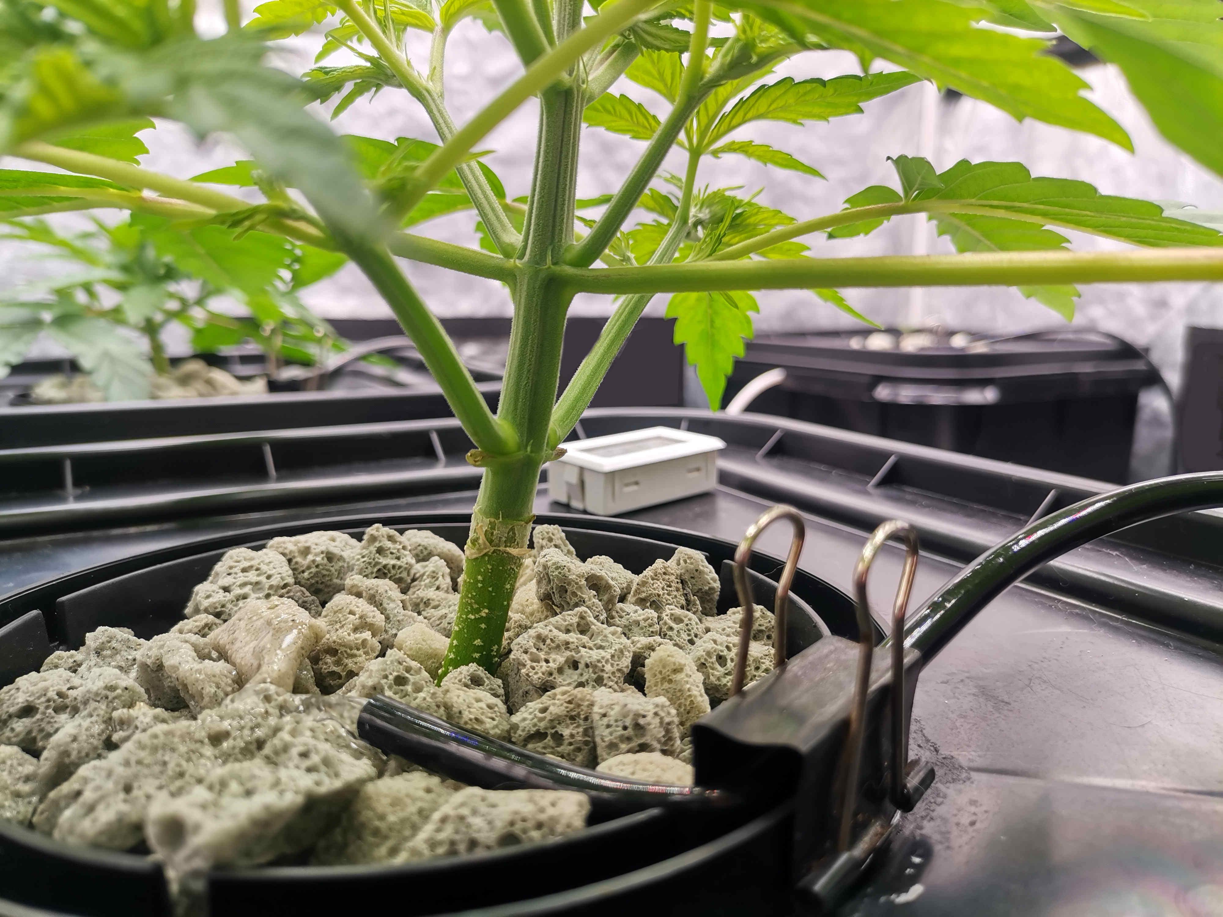 Beyond the Brain3.jpg